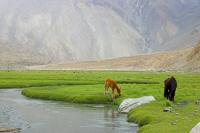 Ladakh-DSC_9528-01.jpg